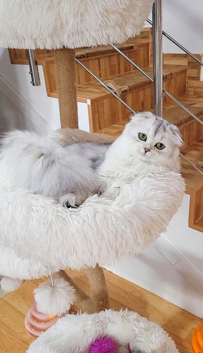 Fetiță Scottish Fold Longhair – pedigree
