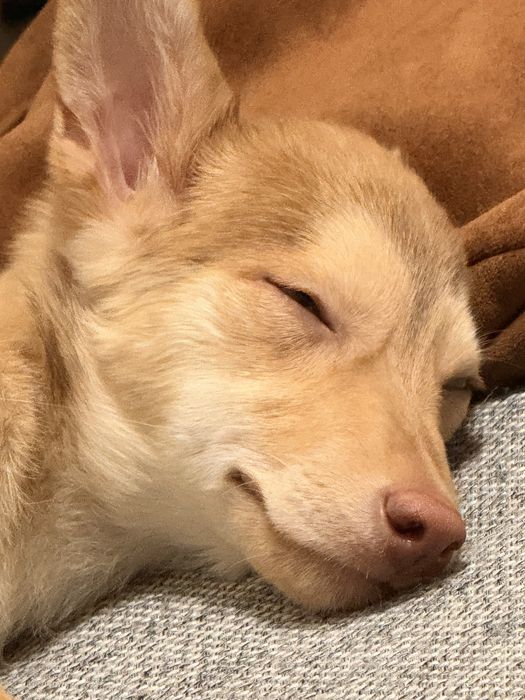 Щенок девочка бесплатно