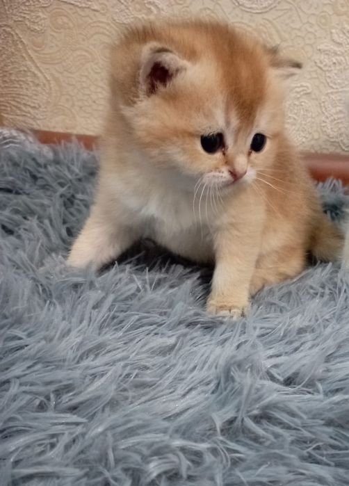 Бронь Котята Шиншиллы