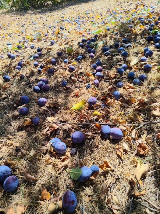 Prune pentru țuică