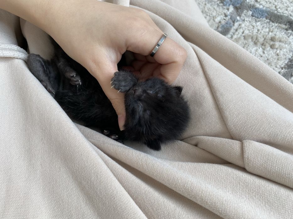 Продам кошек Алматы