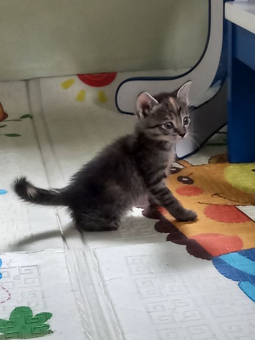 Отдам котят в добрые руки
