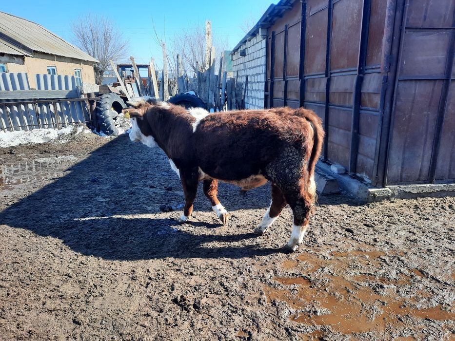 Продам быка. Бұқа