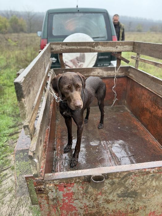 Продавам ловджийско куче мъжко курцкар