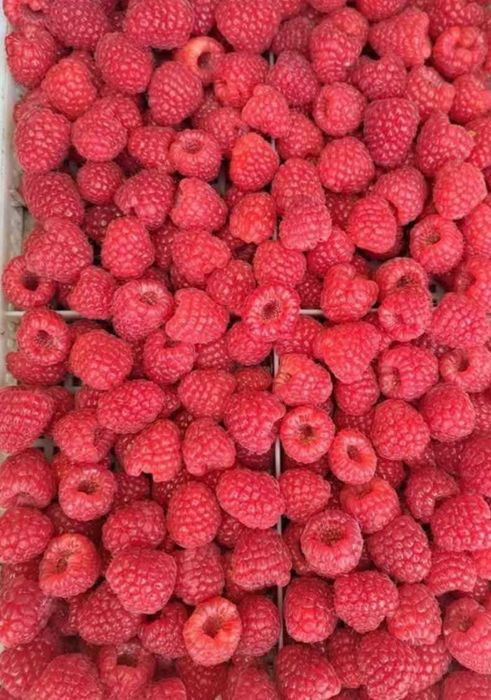 Разсад Ягоди и Малини