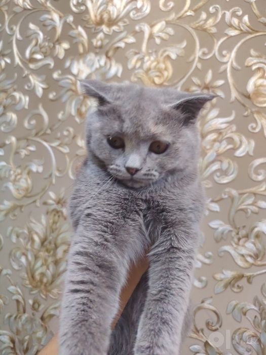 Шотландская вислоухая кошка