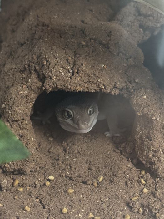 Эублефар самец шоколадный