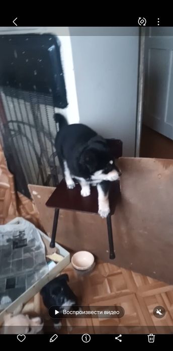 Подарю маленькую собачку.