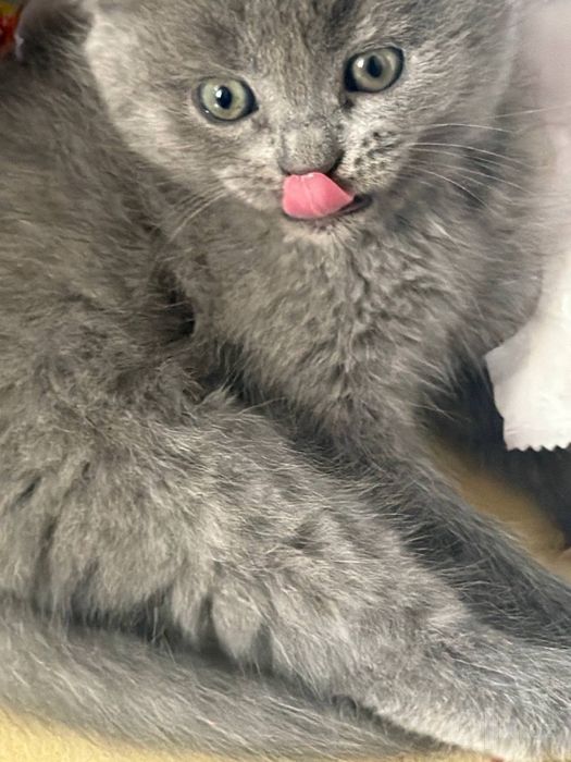 Кошка Мушик зотор