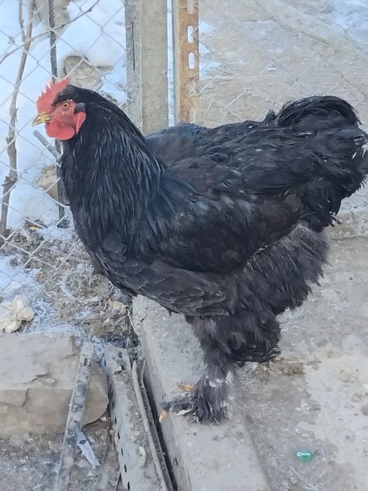 Vand pasari cocoși  brahma porțelan cochinchina  urias bobat