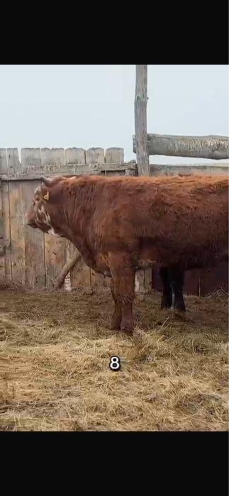 Продам 11бычков с откорма