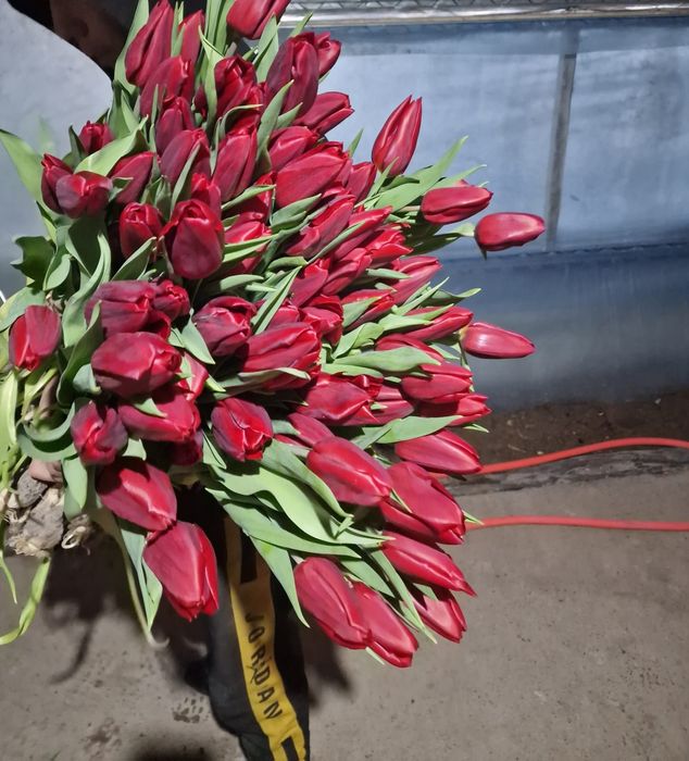 Тюльпаны отборные крупные