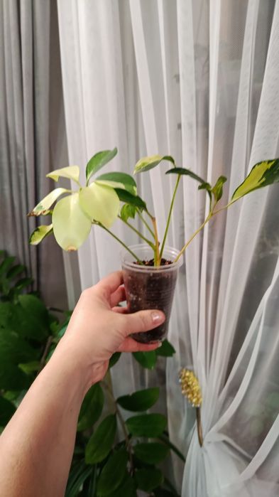 Продам комнатные цветы