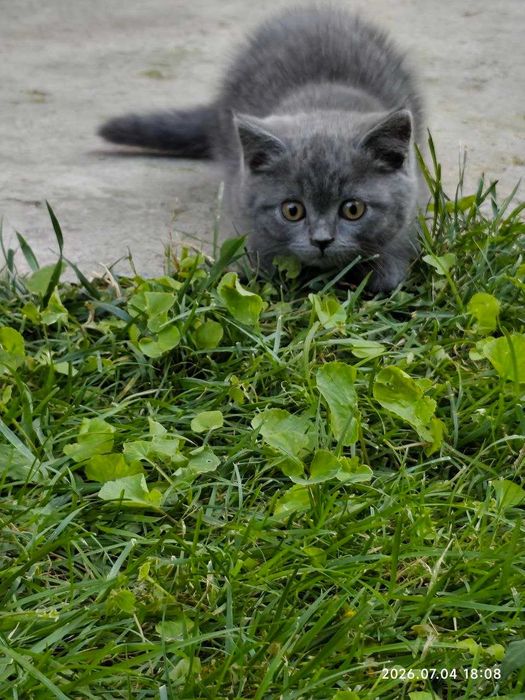 Продаётся котёнок скоттиш-страйт
