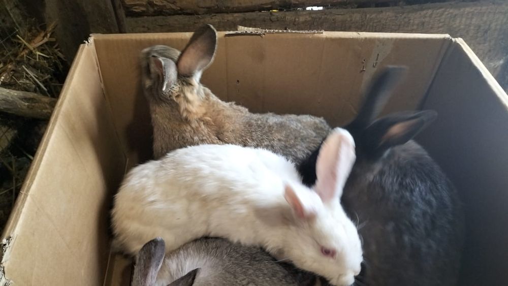 Кролики молодые ㅤㅤ