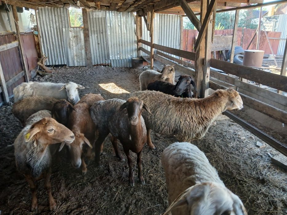 Продам баранов жирные хорошие крупные