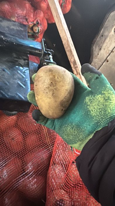 Картофель домашний