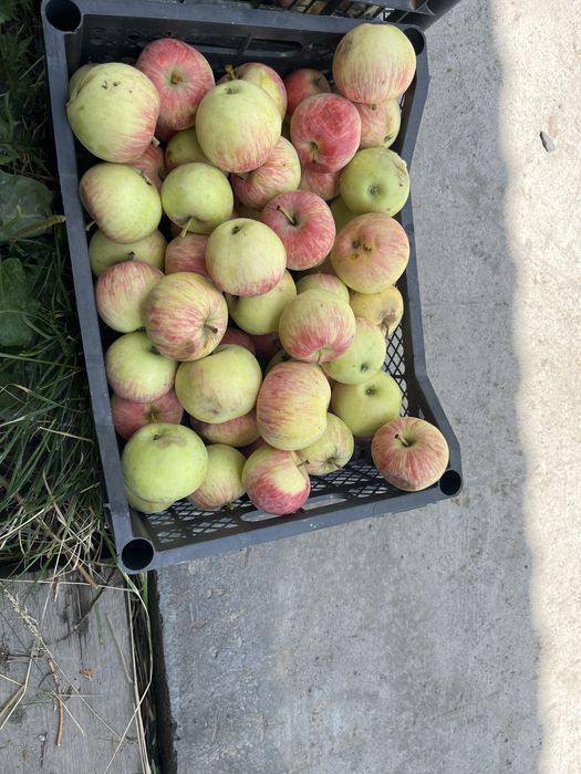 Продам яблоки домашные
