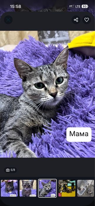Отдам котят в хорошие руки