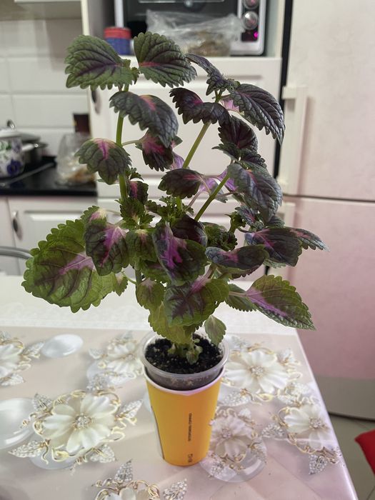 Хлорофитум, колеус