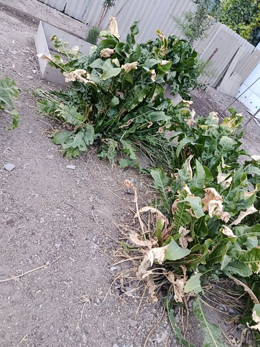 Корни хрена с огорода