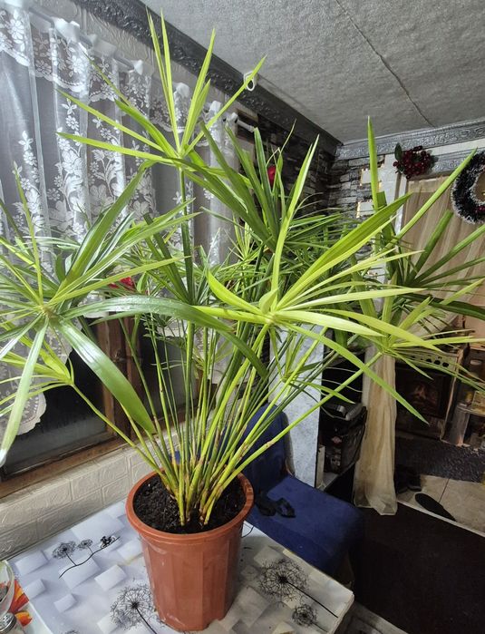 Циперус (Папирус) от 1500