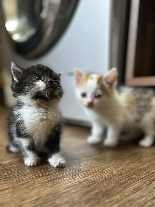 Отдам котят в хорошие руки