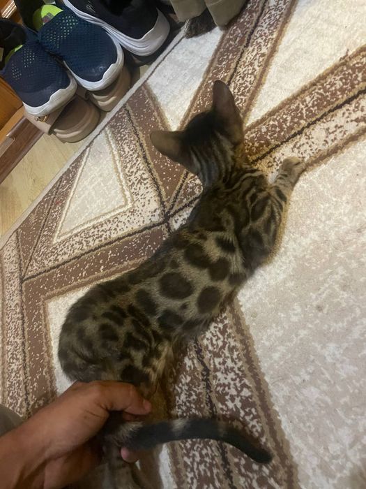 бенгал тозза зот