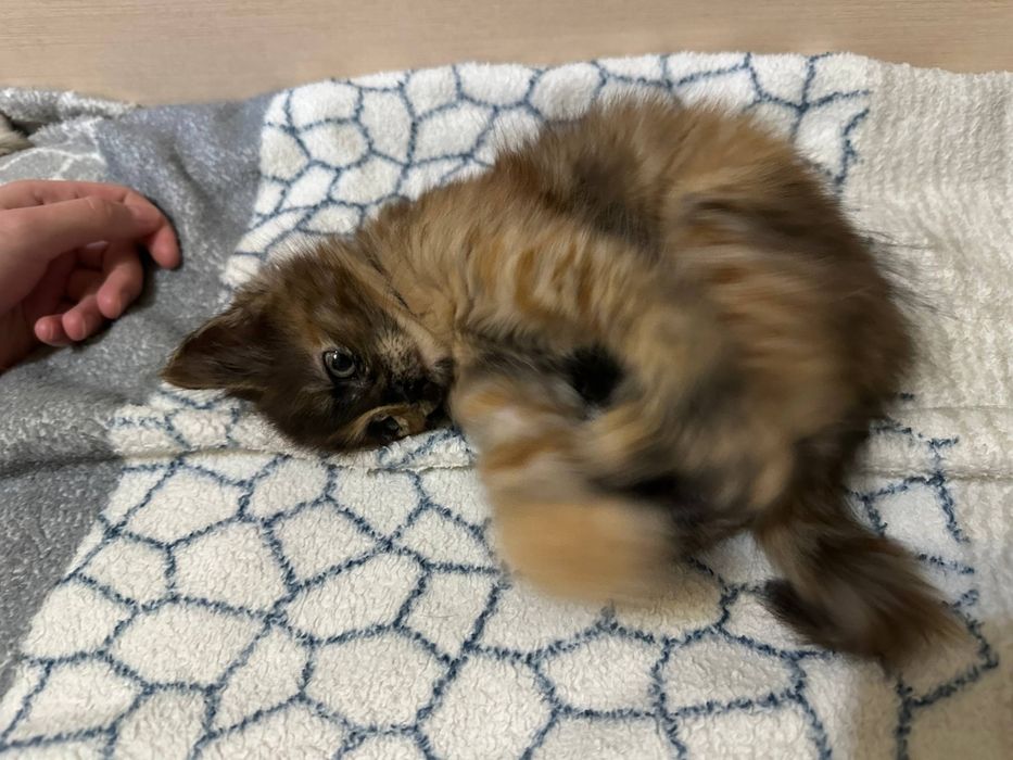 котенок девочка 1 месяц