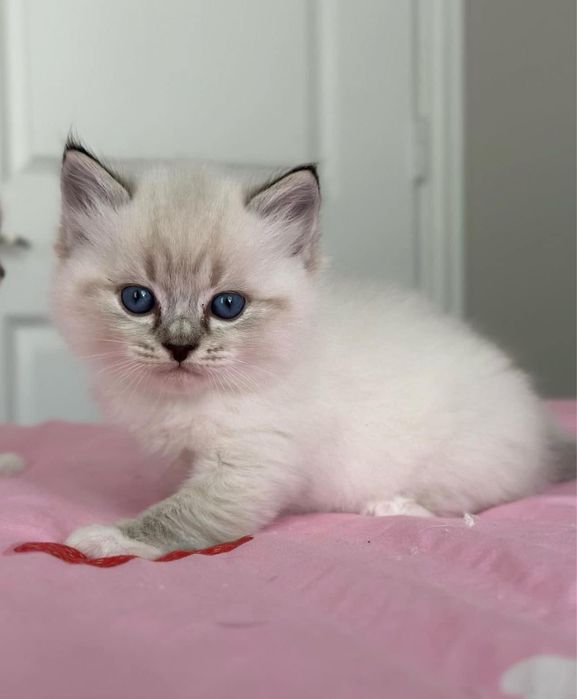 Ragdoll puiut frumos