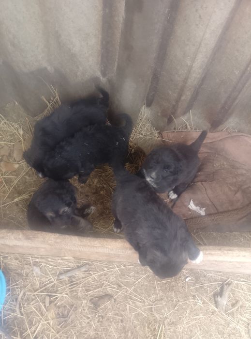 Даром щенята хорошие