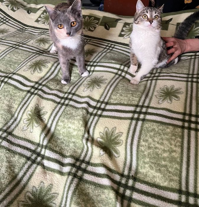 СРОЧНО! Котята в добрые ручки