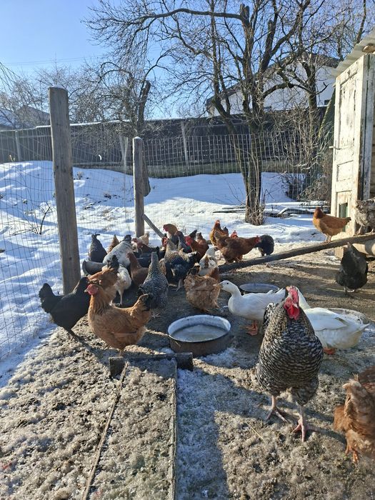 Vând cocoși tineri