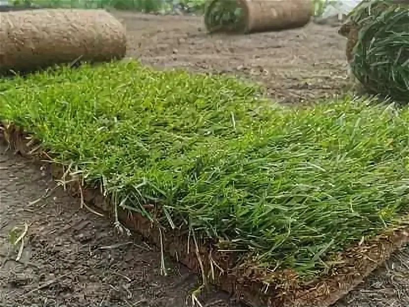 Посев и укладка рулонного газона