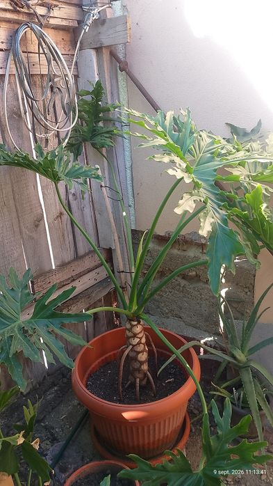 Vând planta philodendron înălțime 1,3 metri.