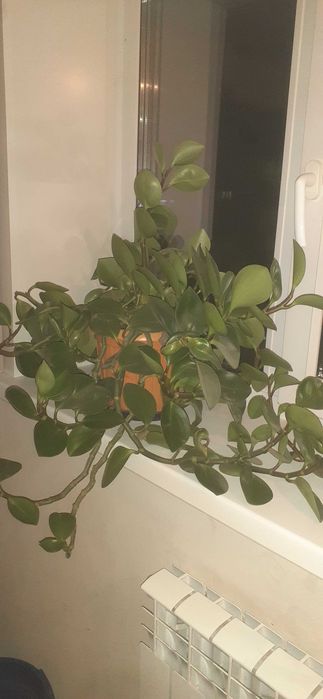 продам комнатное растение