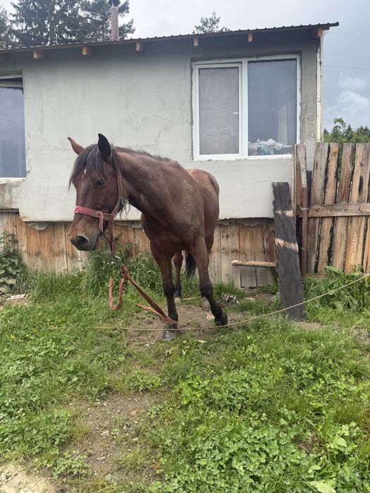 De vanzare cal castrat