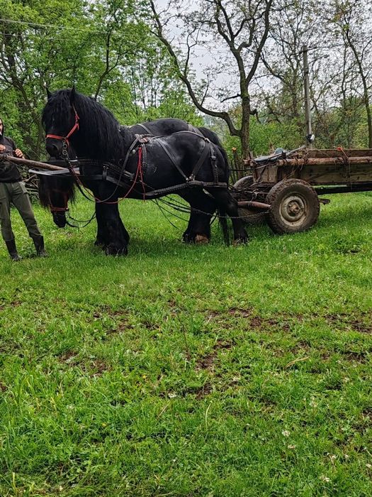 Armăsar bun și frumos