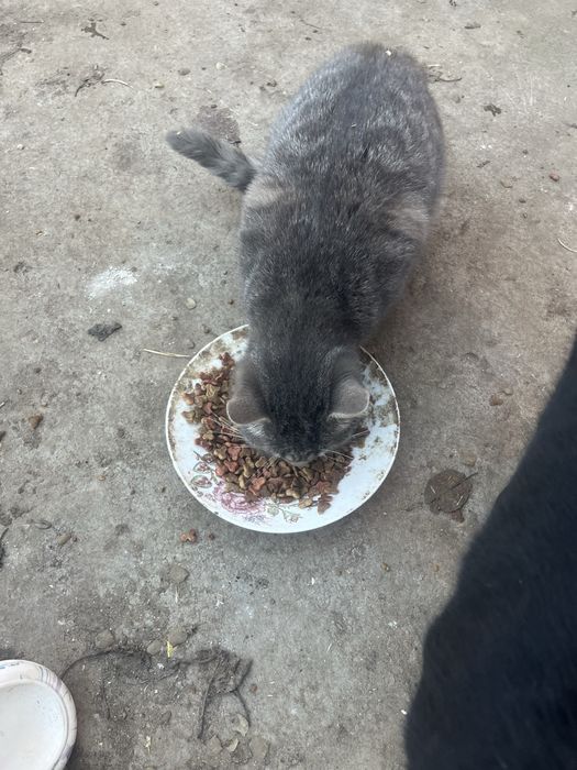 Donez pisici deparazitate, vaccinate