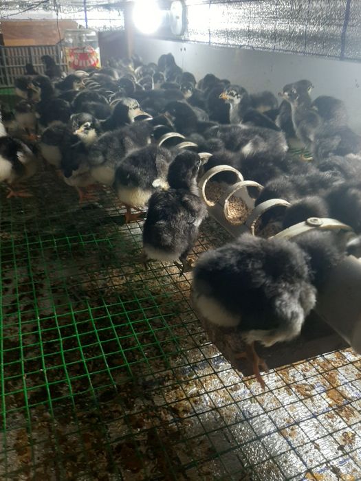 Qora Shaxzoda jojalari