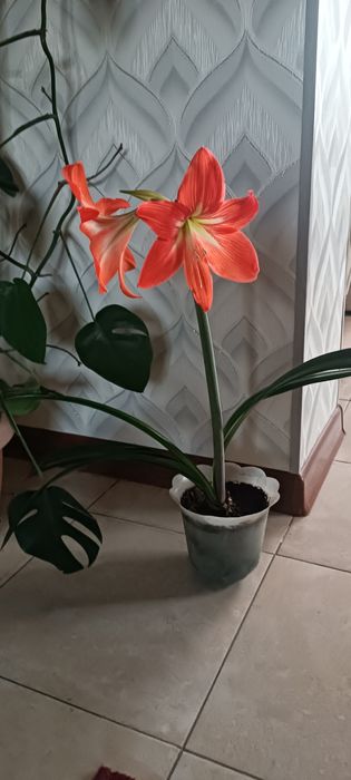 Комнатные цветы. Не дорого