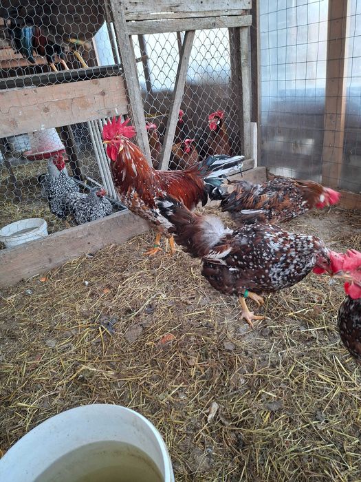 Găini italiană portelan. Ouă de incubat