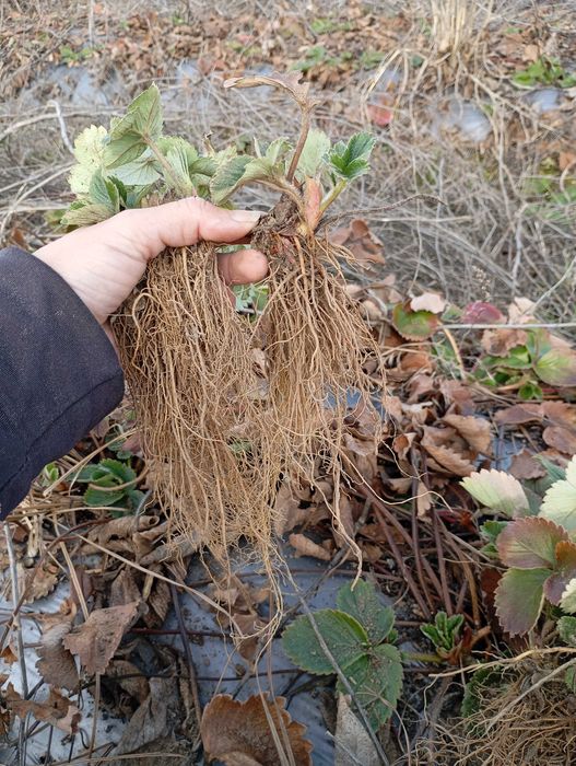 Продавам разсад ягоди сорт Алба на едро