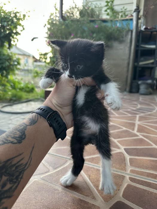 Отдам котят в добрые руки