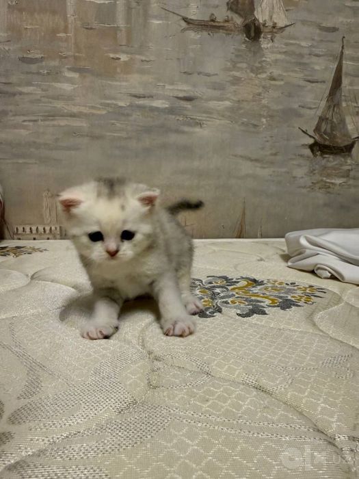 Продается породистая кошка страйт