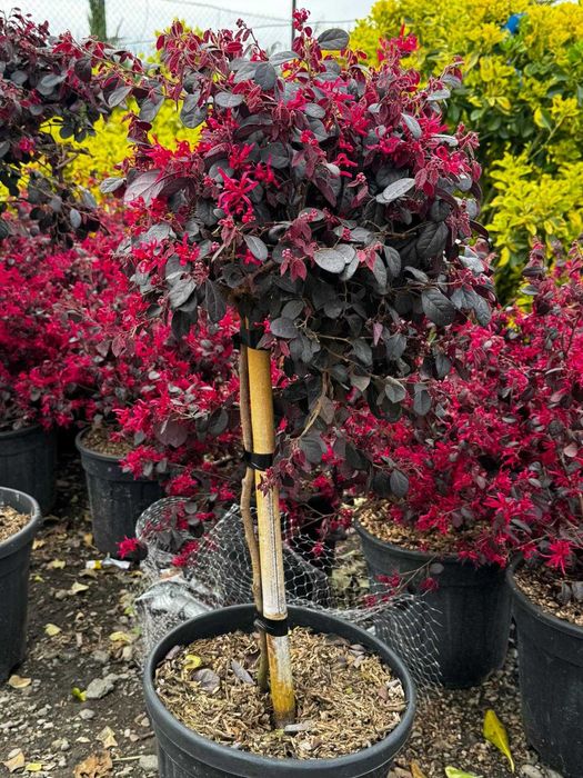 Arbust Loropetalum (Franjuri roz) | Plante ornamentale calitatea 1