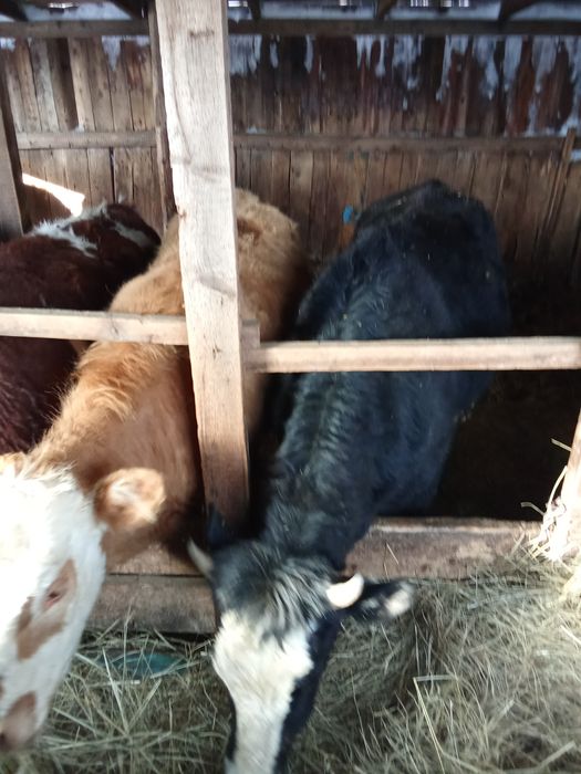 Продам тёлок годовалые