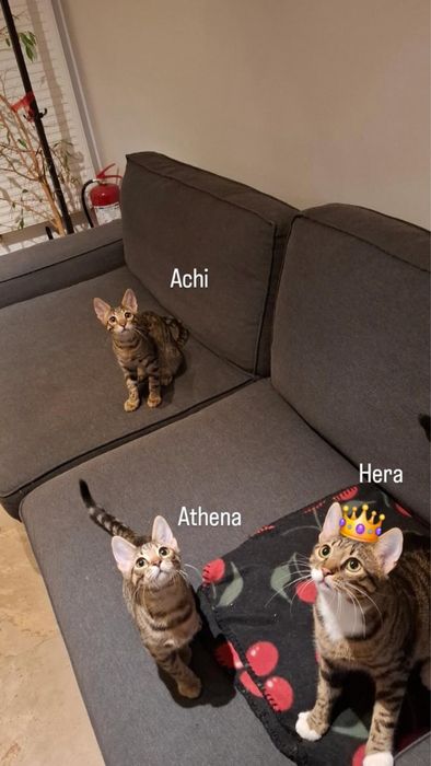 Adoptie - Familia Olimp, 2 fete si un baiat (Hera, Achi, Athena) isi cauta casute
