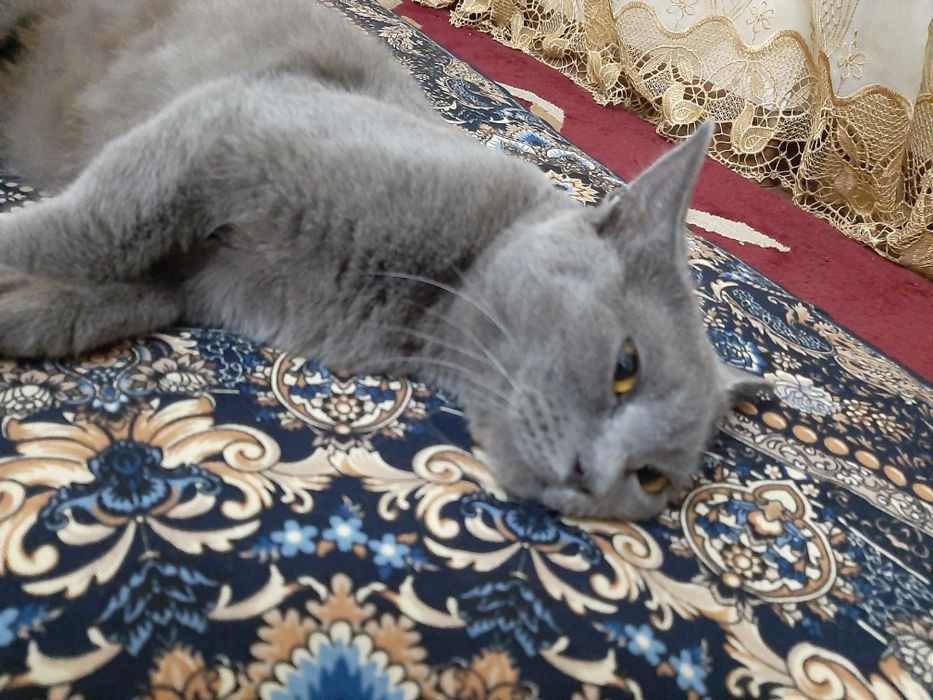 Британская кошка