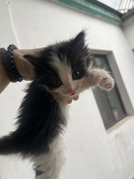 Отдаю котят в добрые руки.